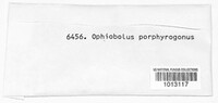 Leptospora rubella image